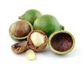 Macadamia tetraphylla